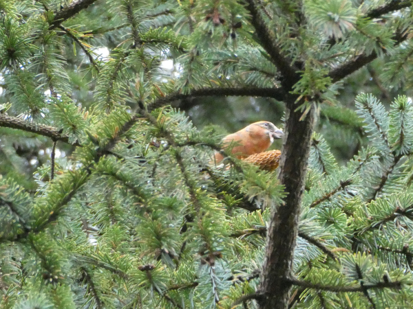 A badly focused photo of a male crossbill high up in a conifer tree feeding from a red-brown cone. He is not dissimilar in colour, being brick-red. A chunky finch with (and you’ll have to take my word for it as the photo is so rubbish) a bill that crosses over at the tips which he uses to extract seeds from the cone.