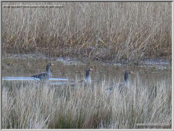 3 geese peek over the top of clumps of brown reeds.