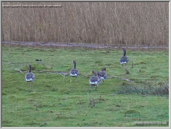 5 geese on green grass, with brown reeds in the background and a strip of water