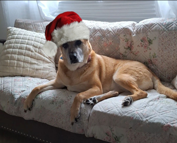 A large dog lays upright on a couch her front paws dangling off the edge. She wears a large fluffy Santa hat.