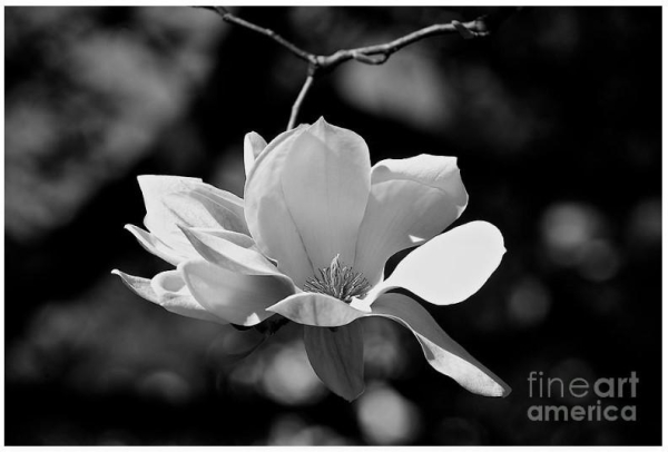 Perfect Bloom Magnolia In White by Frank J Casella.  Swoon Worthy Magnolia Flower In Black and White.