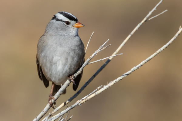 A male White-crowned Sparrow bird perched on a bare tree branch.