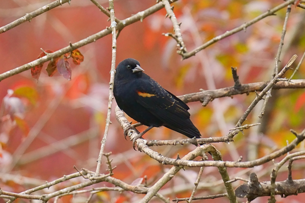 A Red-winged Blackbird looks over its left shoulder, askance at the viewer, from a tangle of leafless twigs.  The blurred background reflects the colors of a cloudy autumn day.