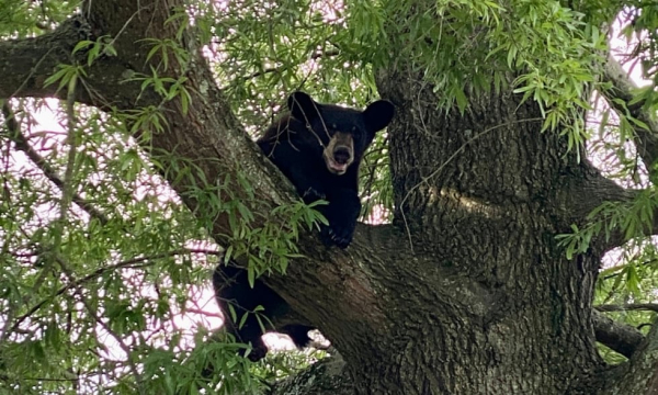 A black bear in a tree - a similar animal was shot and killed, and fell out of the tree killing his assailant.