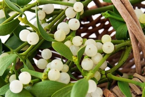 Photo: Mistletoe and Berries