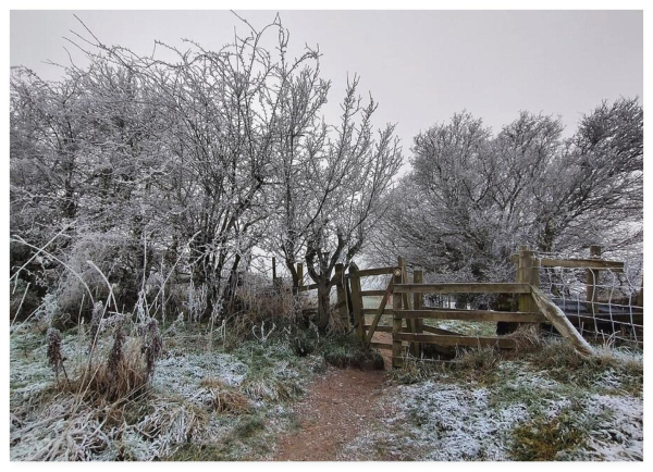 Colour photograph showing a British footpath in winter with a wooden kissing gate alongside a frosted hedgerow.