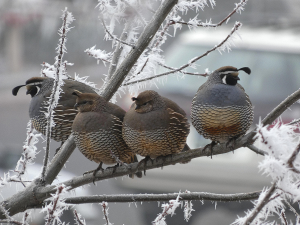 Photo of four fantastically round, floomfed, and relatively colorful California quail sitting in a row along a hoarfrosted branch of young oak. Each is a perfect, adorable, and luxuriously round orb. The two on the right (previously posted) have just been joined by the two on the left, who upon flumfing noisily up into the tree have arranged themselves in demure profile to give the original two their privacy. They are all grey with wonderfully quilled-looking bellies and cartoonishly chickenlike feet. The two male quorb (who flank the two female in the center of the branch) have the classic, stylishly black faces with white outlining and short bronze pompadours. The two female quorb have subtler grey faces with bronze buzzes and beauty marks of bronze rouge beside their eyes. All four have adorable little pull-tabs like apple stems (the female quorb) or inverted commas (the male quorb), as though you could pluck them from this wintry branch and have one for your very own.