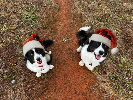 Original alt txt: Two Cardigan Welsh Corgis sitting side by side on a dirt and grass path, mouths open and tongues out, smiling at the camera. Both are white chested and pawed, with a black bandit masks and enormous black ears. Dory, on the left, is petite with a foxlike face. Vito, on the right has a big blocky body and face with a fluffy white tail tip of his tail.

My addition: They're now both wearing fluffy Santa hats