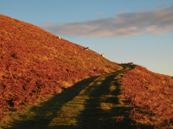 Colour photograph of a broad grassy quad bike track curving up the side of a hill and away around a bend. The hillside is covered in winter bracken, which is glowing a bright orange red in low winter sun. The sky is a clear pale blue, with a small bank of pinky grey cloud. There are a few sheep grazing the hillside. 