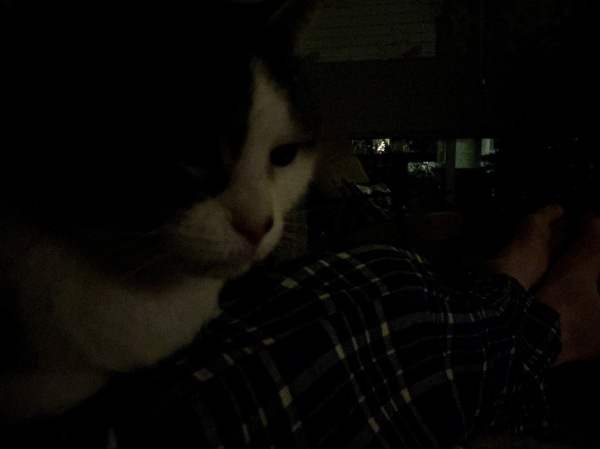 A dark indoor night photograph of a black and white cat, sitting on a lap. Everyone in the house is exhausted.