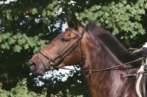 A bay mare’s head. She’s wearing a bridle and her mane is sticking up (she used to be hogged). This is Spice. 