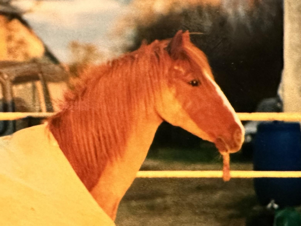 A poor quality picture of a chestnut mare’s head and shoulders. She’s wearing a green rug and has been clipped for winter. This is Sandy 