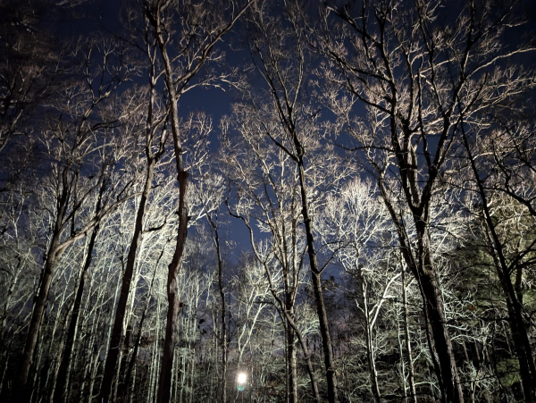 Multiple tall trees lit up by a light 