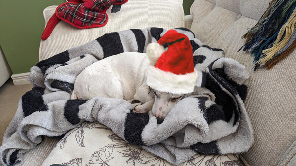 A lovely wee white dog curled up asleep on a black and white stripey fleece in the corner of a sofa, wearing a tall fluffy Santa hat.