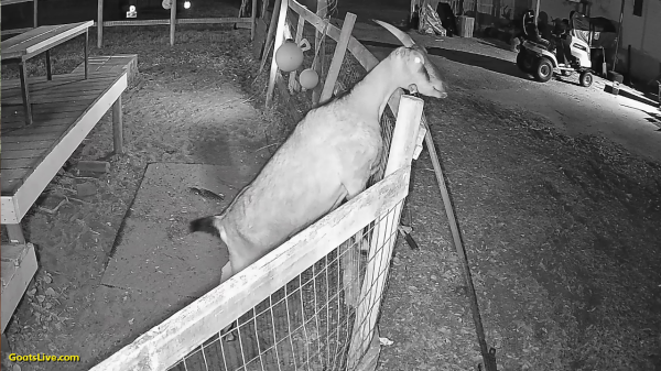 Seen in infrared, a horned goat is standing up on her hind legs, her front hooves resting on the fence wire and is looking over the top rail of the fence towards the house where the cookies are coming from!