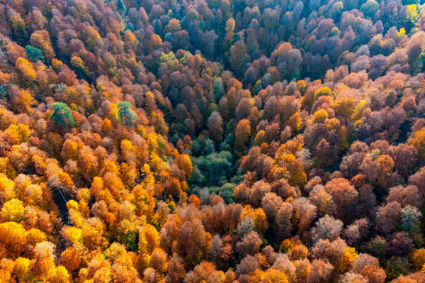 Climate change slowly killing Europe's beech forests, says new study