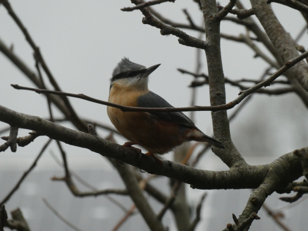 A photo of an Eurasian nuthatch perched in the bare branches of an old apple tree. He is side-on to the camera and his head is turned back to the right, showing his peachy-buff breast. A zorro-style eye mask leads to a sharp black beak. The feathers of his slate grey cap are ruffled by the wind and standing straight up like a mohican haircut.
The background is grey with just a faint impression of the roof of a low building.