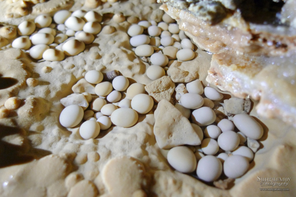 A photo of shallow small pool of water held in by rimstone. Everything is shiny and pure looking. In the water are round objects of varying sphere like shapes, ranging in color from pure white to slightly gray to slightly tan, but all are very light and bright and clean. They are in clusters, and there are over 50 in this image.