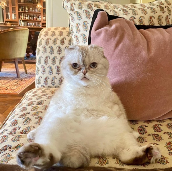 A Fat, malformed cat sits on a chair