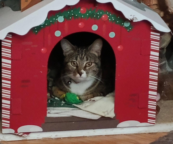 A young tabby cat with white markings is lying on some blankets inside a red and white cardboard holiday cabin on a hearth.  She is looking at the camera with amber-colored eyes.  A green toy mouse lies in front of her by her front paws.