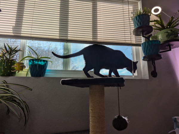 A black cat sniffing around in a sunny windowsill. The sun is coming from behind so he could be covered in Vantablack for all I can tell.