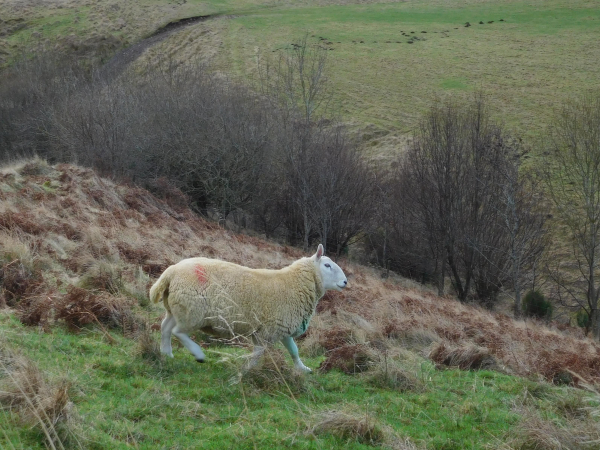 Colour photograph of a white woolly sheep moving at pace from left or right of the frame down a gentle slope there are trees in the background.