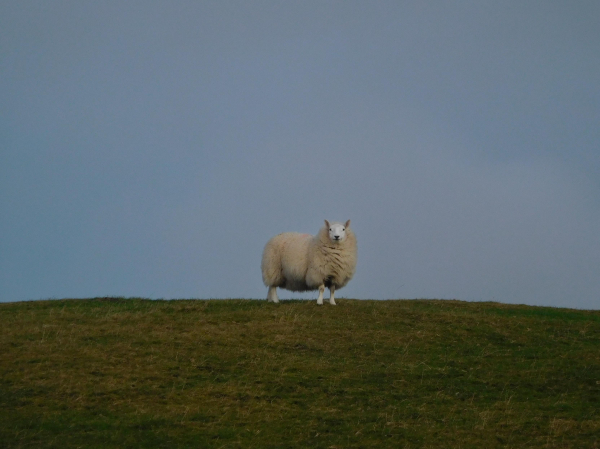 Colour photograph of a white woolly sheep standing on the skyline with a blue sky behind.