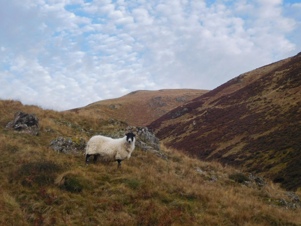 Colour photograph of a white woolly sheep with a black face and legs and small horns standing on a gentle slope. There are hills visible behind and a mackerel sky above.