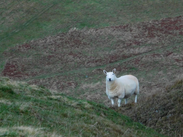 Colour photograph of a moderately woolly white sheep with very pricked up ears looking directly at the camera with a slightly quizzical expression. It is standing in a grassy field.