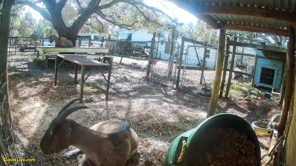 A tan goat with horns lays on the ground next to an overturned bucket that contained hay. She's eating what she spilled instead of directly from the bucket.