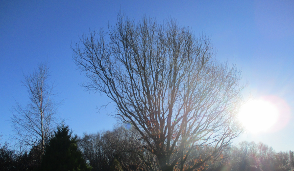 Against a clear blue cloudless winter sky, a bare oak in the foreground.  To the left is a silver birch and some evergreens.