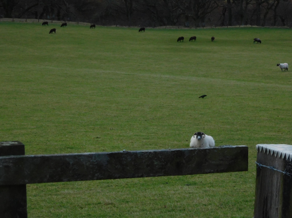 Colour photograph of a fluffy white sheep with a black face and small horns. It is lying down, and has been photographed so that it appears to be balanced on the top rail of a wooden fence. It is in a grassy field. 