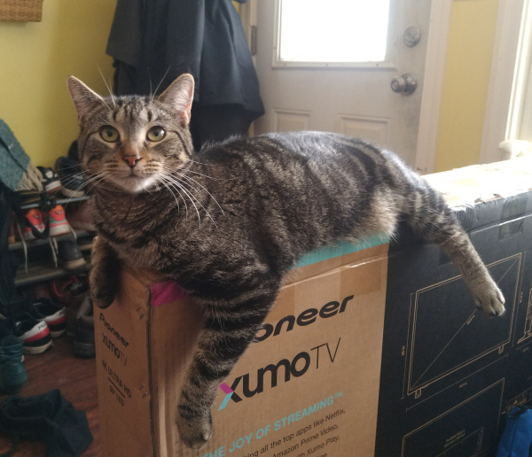 Topaz, a dark gray tabby teenager kitten, has draped herself over the end of a cardboard box that's labeled xumoTV.  It's about 30 inches tall and 46 inches wide. She is lounging, improbably, as the top of the box is only about 5 inches wide. Her ears are perked and she regards the picture taker with insouciance verging on rebelliousness. Behind her is yellow walls, a white door, a laden coat hook, and a small rack of shoes.