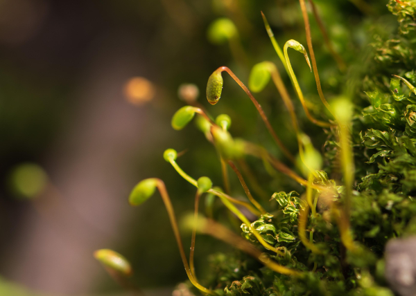 Extreme closeup of a green moss (possibly a joint-toothed moss) along with it's stalk-like reproductive organs. The moss leaves, called a gametophytes, are bushy with over-lapping leaves. Throughout the photo there are sporophytes, one in sharp focus near center top frame. In this species, the sporophytes consist of long stalks that curve at the top with a spore-containing capsule dangling down from each.