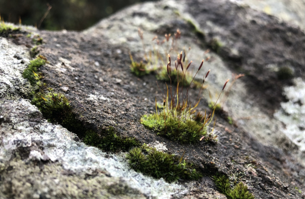 A stone wall with clumps of moss with spore capsules emerging from them. 