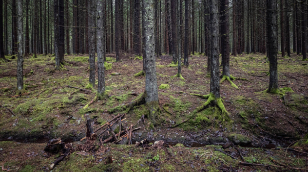 Eerie trees and moss in the forest.