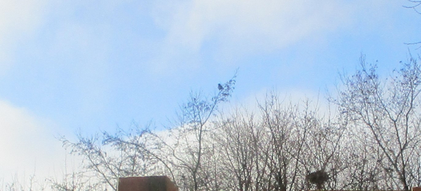 Terrible photograph of a jackdaw in a tree opposite my house.  Bonus glimpse of a the garden gate post.