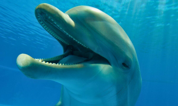 Smiling dolphin