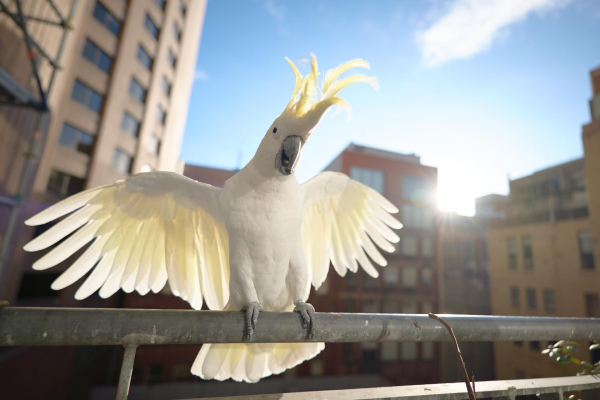 Sulpher Crested Cockatoo enjoying the morning sunlight in downtown Melbourne