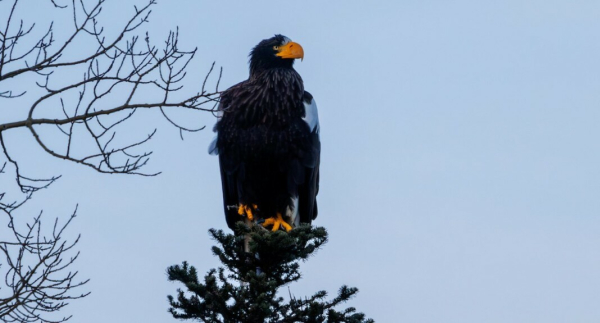 Steller sea eagle