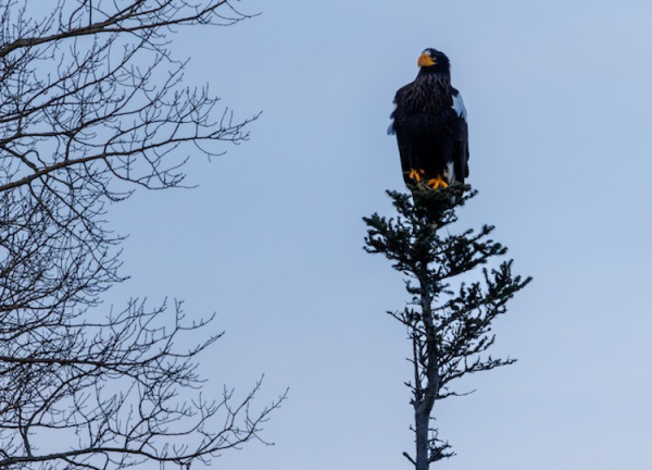 Massive bird of prey Steller sea eagle