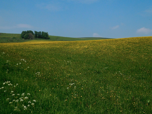 Colour photograph of a grassy meadow peppered with white and yellow spring flowers. There is a small copse on the horizon. The sky is a clear blue.