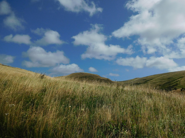 Colour photograph of a late summer meadow, with long pale golden grass and the seed heads of flowers.  Hills are visible beyond. The sky id a deep blue with fluffy white clouds. 