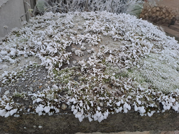 The top of a concrete fence post. On the wide square piece of concrete there is thick moss in various shades of green. All of it is delicately laced and dusted with white frost.