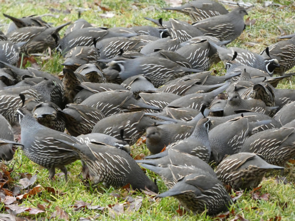 Photo of a small sea of earthy dark grey and brown orbs stitched with short, quill-like creamy stripes and punctuated by the occasional white-framed black face and forehead bobble, all foraging around in the soggy, pale green grass and dark, sodden leaf litter of a somewhat suburban back yard. It is a bevy of an enormous amount of plump, scrabbling quorbs.