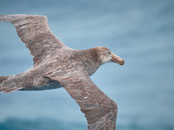 Giant Petrel 

LUMIX G9II with 200mm F2.8