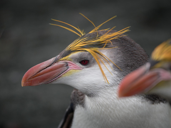 Royal Penguin having a wild hair day