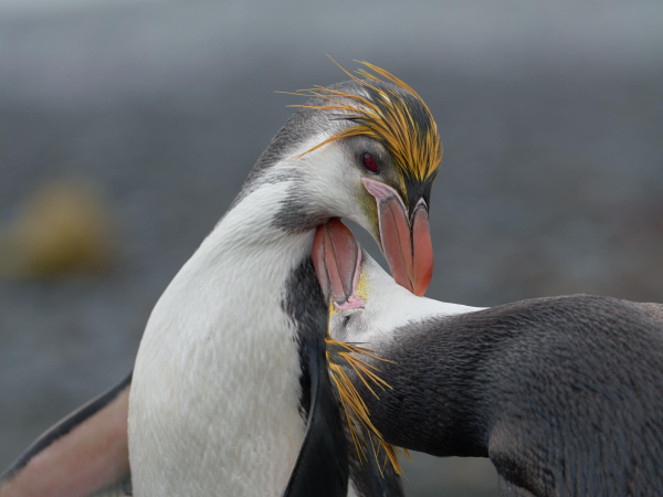 Royal Penguins sharing a moment of bonding