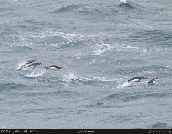 Royal Penguins doing their popping through waves off the coast of Macquarie Island