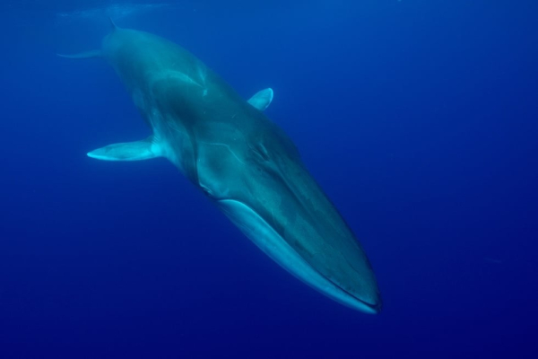 Photo of whale underwater (naturally) : with caption A fin whale (Balaenoptera physalus) off the Azores. The species has been found to live for half as long again as previously thought. Photograph: Nature Picture Library/Alamy